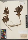 Foto von Salix silesiaca Willd.